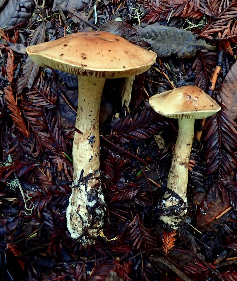 Cortinarius superbus image
