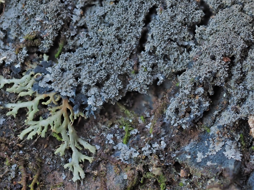 Parmeliella appalachiensis image