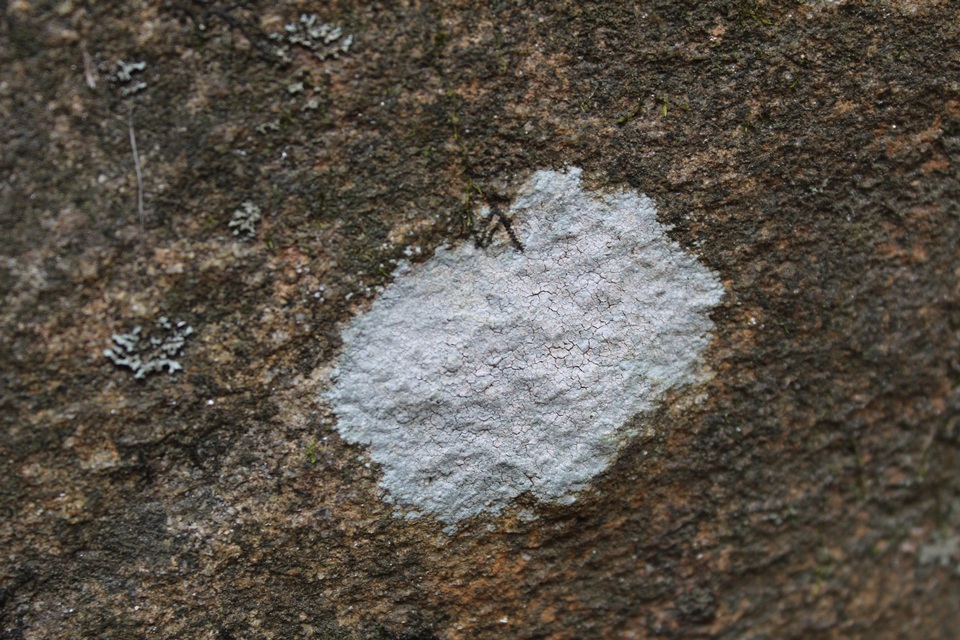 Phlyctis petraea image
