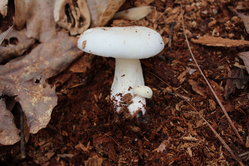 Russula albidula image