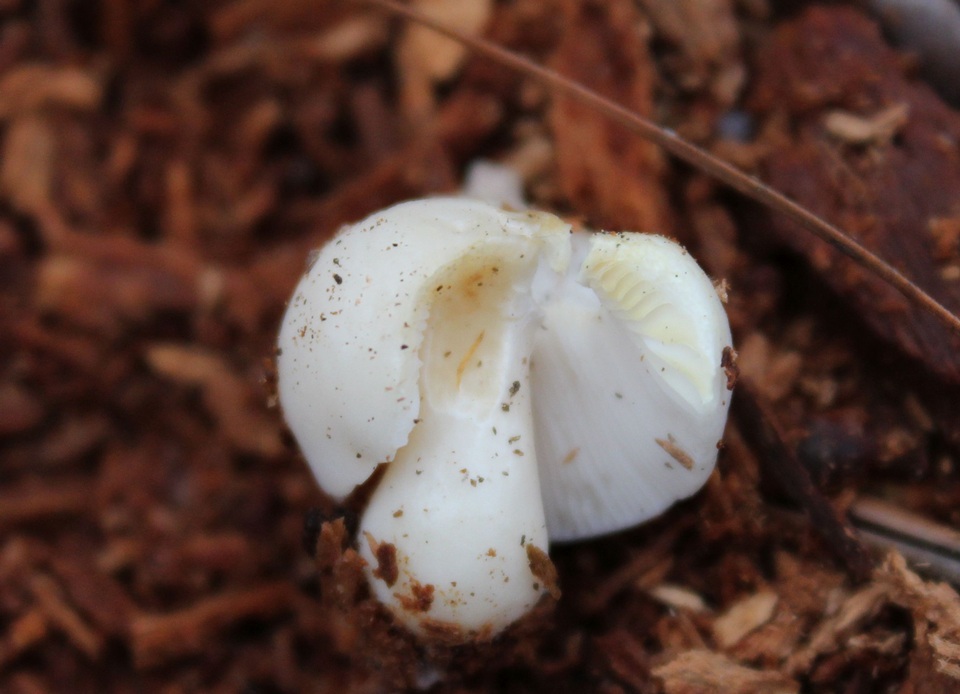 Russula albidula image