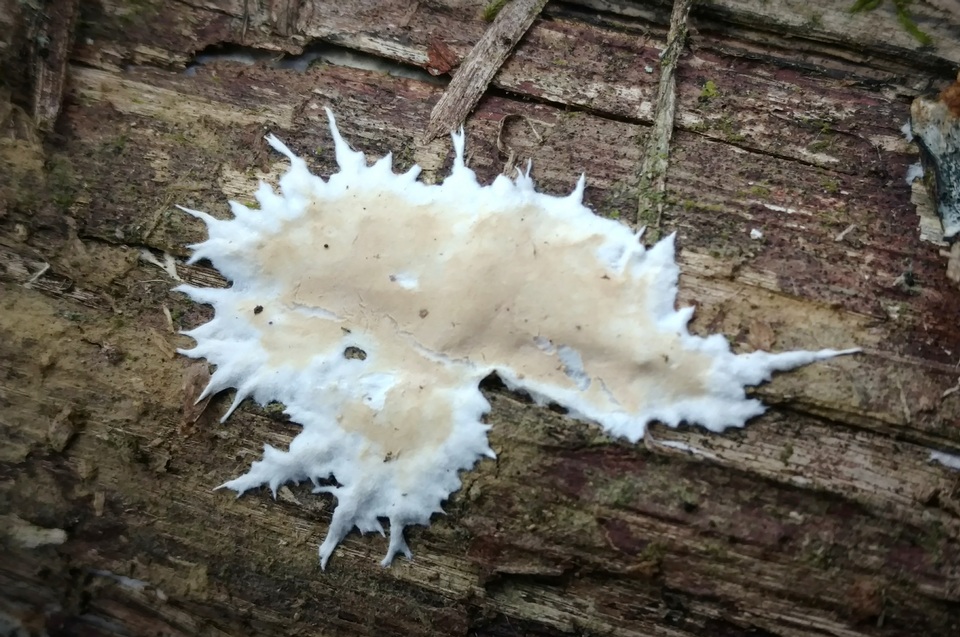 Phlyctibasidium polyporoideum image