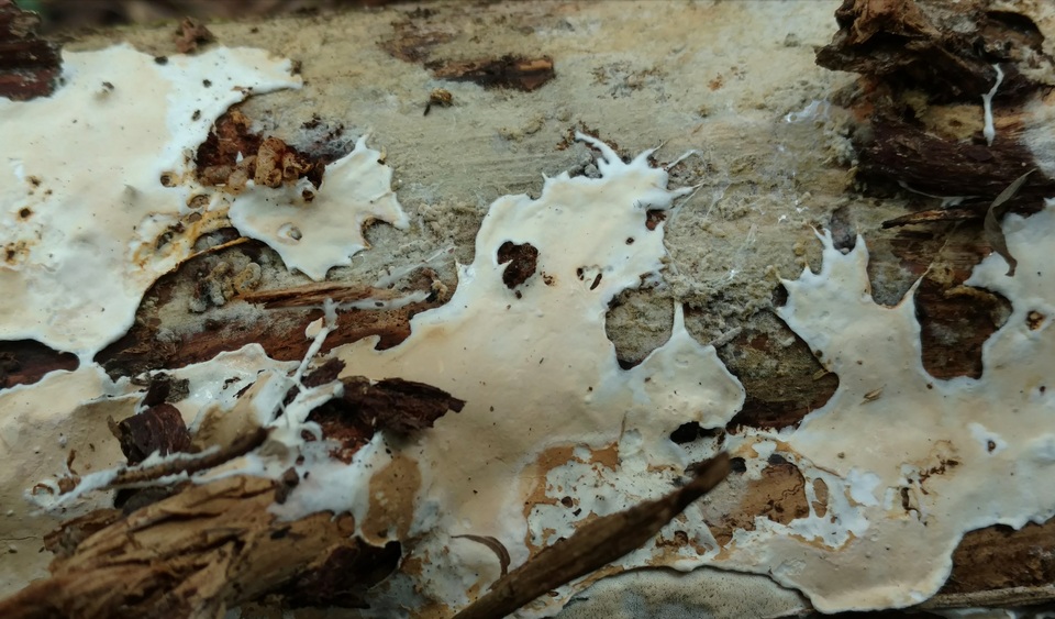 Phlyctibasidium polyporoideum image