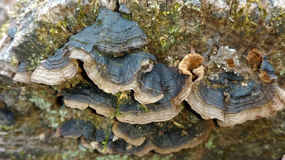Punctularia strigosozonata image