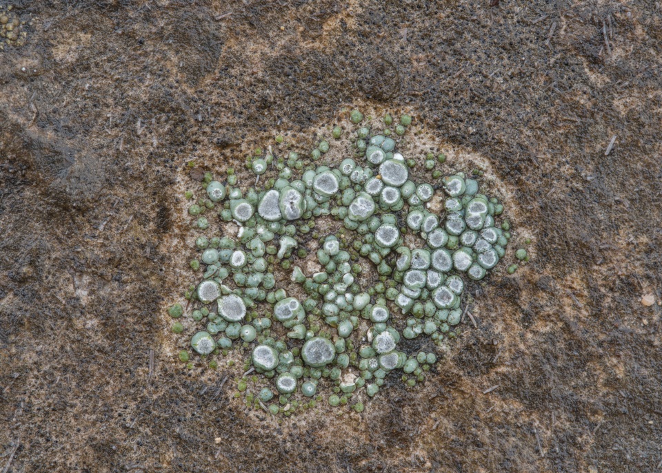 Circinaria contorta image
