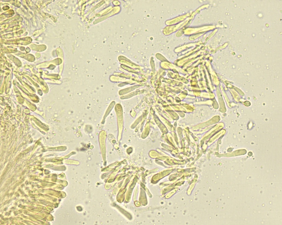 Hemimycena cephalotricha image