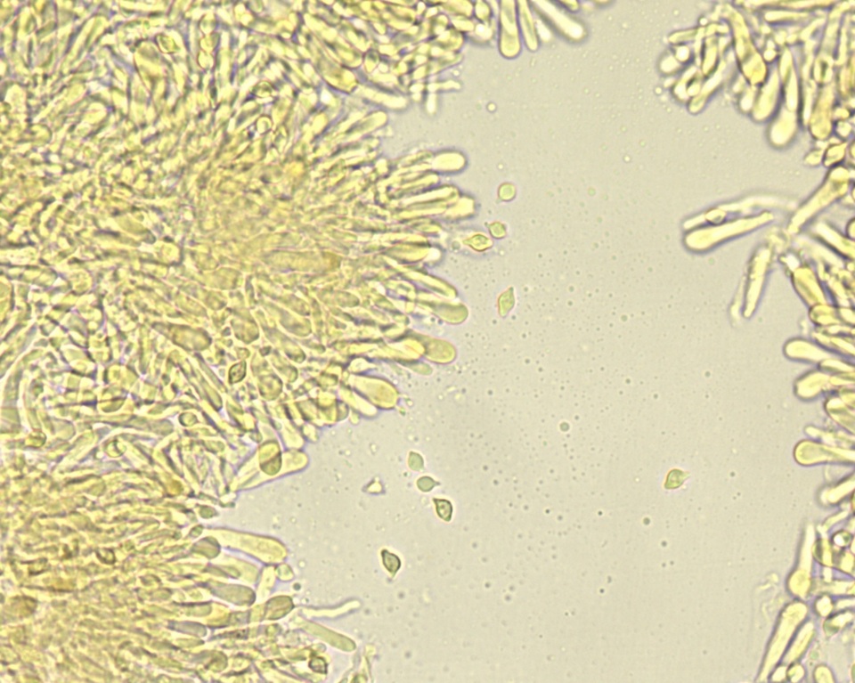Hemimycena cephalotricha image