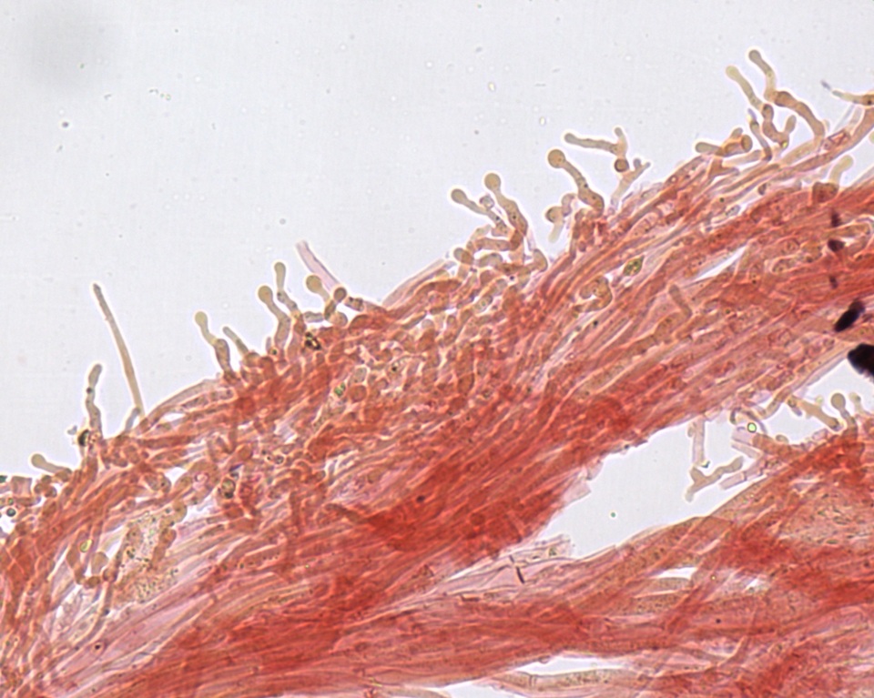 Hemimycena cephalotricha image