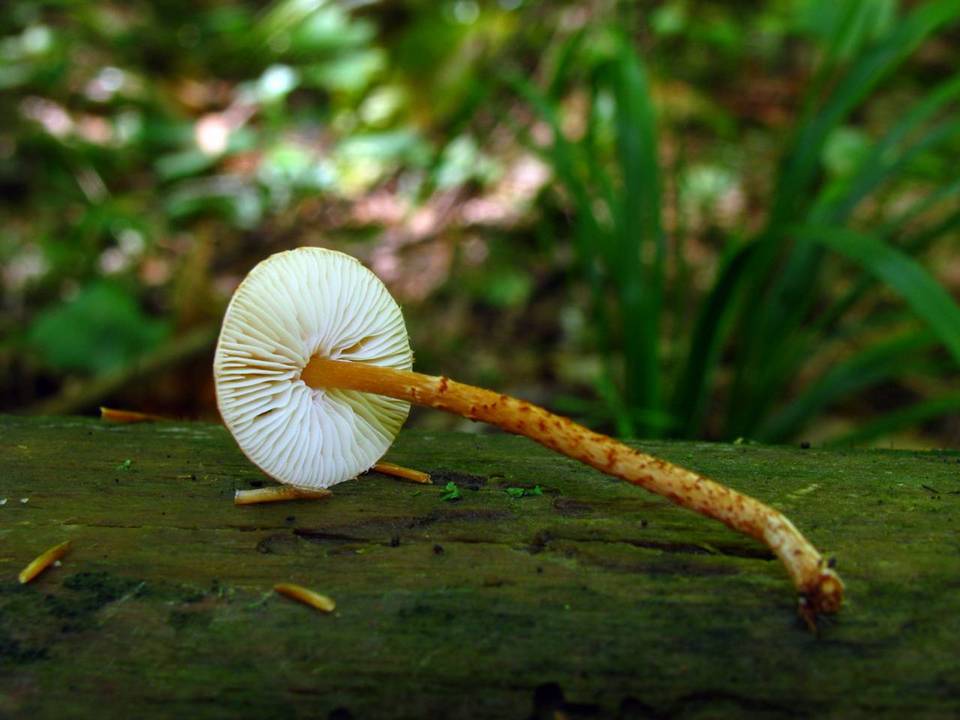 Lepiota fulvella image