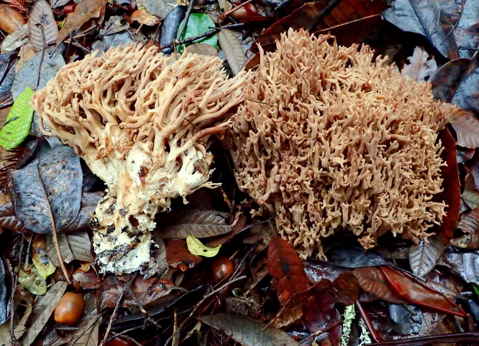 Ramaria violaceibrunnea image