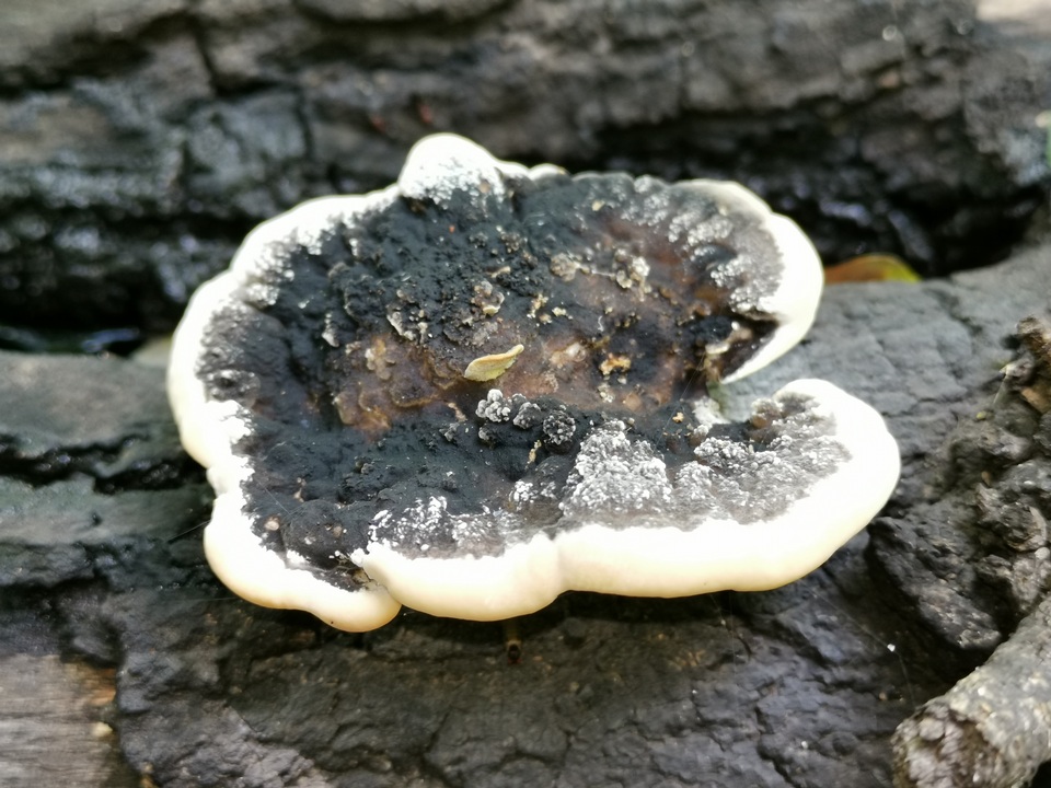 Trametes cingulata image