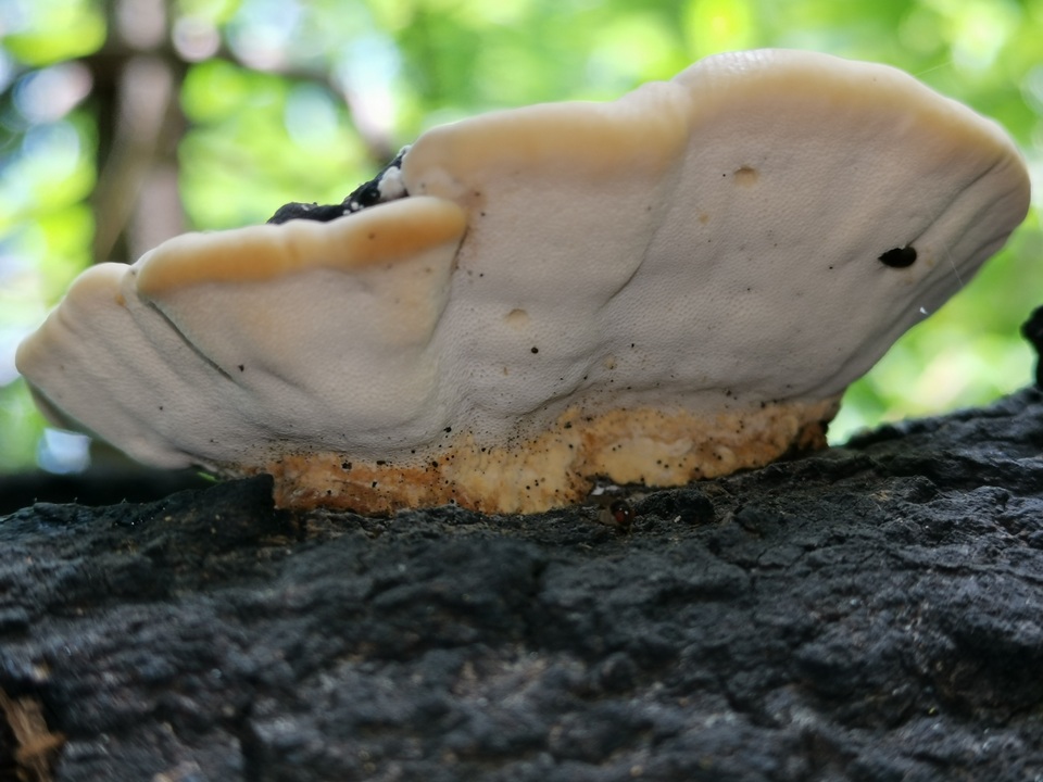 Trametes cingulata image