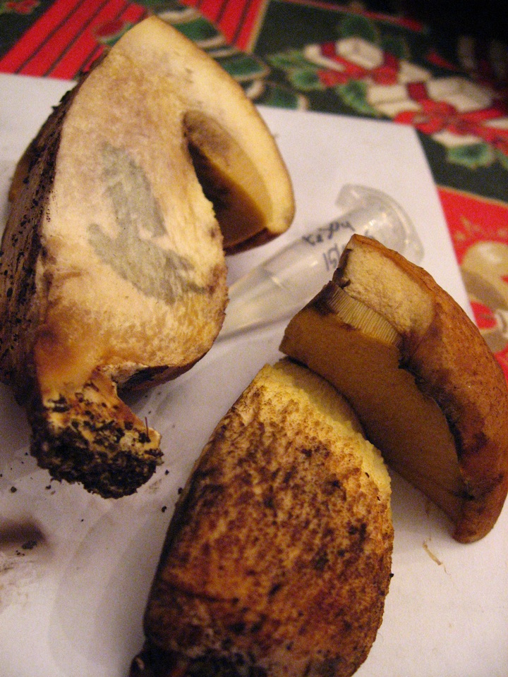 Leccinellum lepidum image