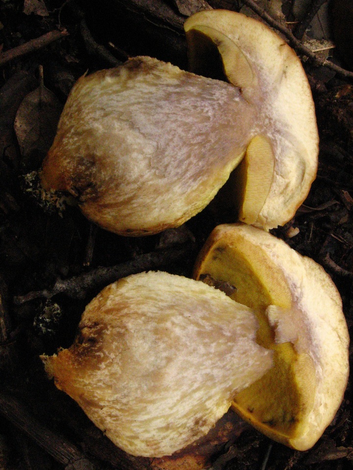 Leccinellum lepidum image