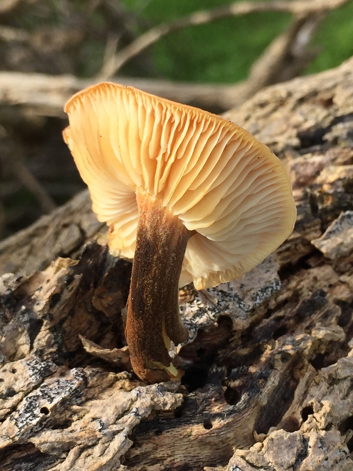 Flammulina velutipes var. lupinicola image