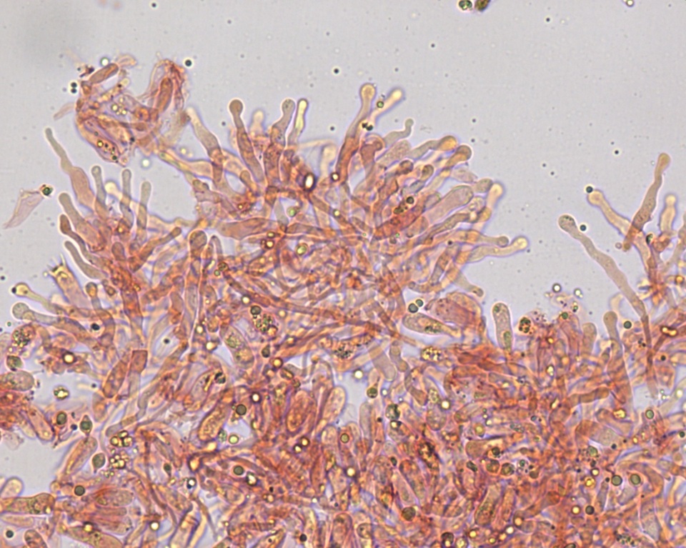 Hemimycena cephalotricha image