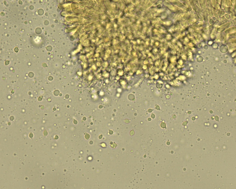 Hemimycena cephalotricha image