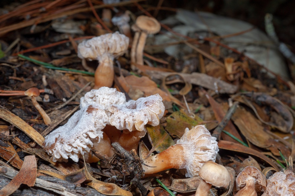 Nectriopsis tubariicola image