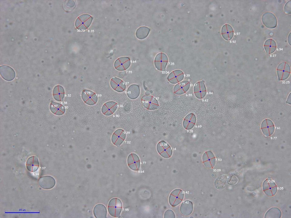 Amanita pini image
