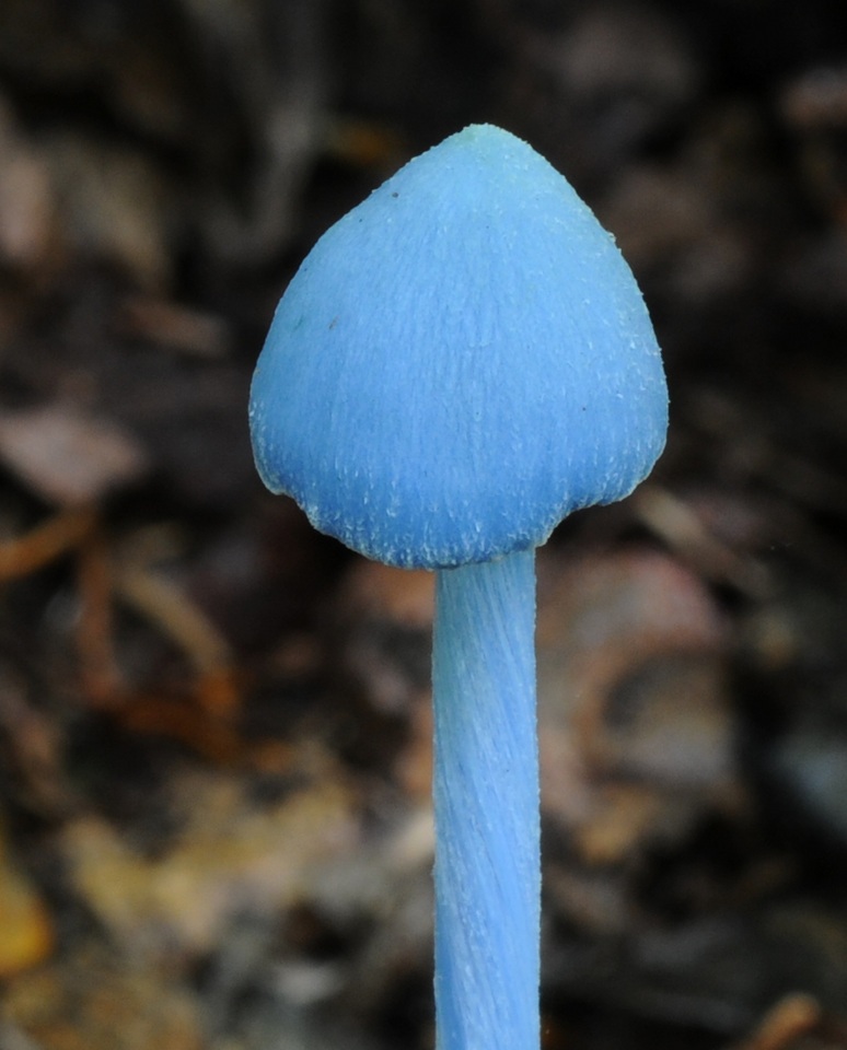 Entoloma virescens image