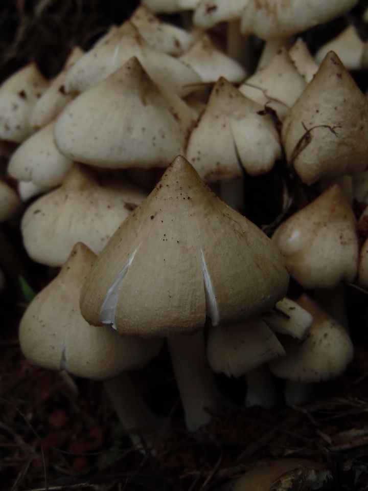 Termitomyces clypeatus image