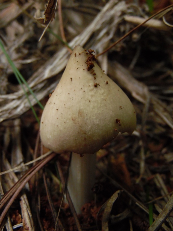Termitomyces clypeatus image