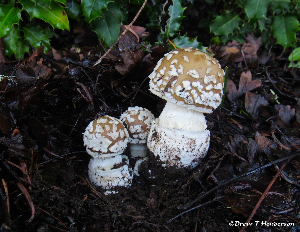 Amanita pantherinoides image
