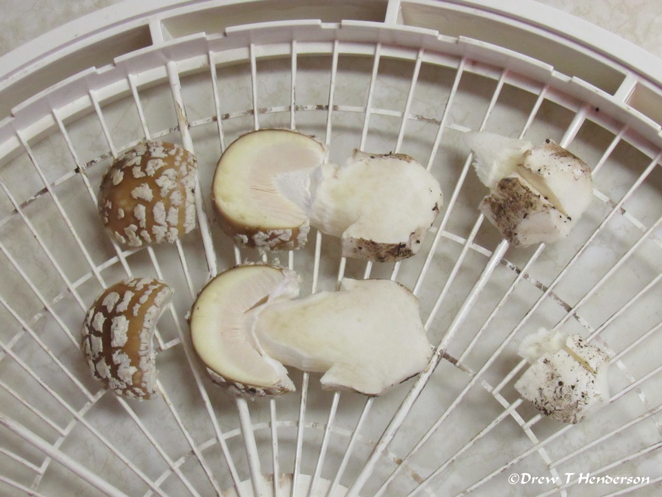 Amanita pantherinoides image