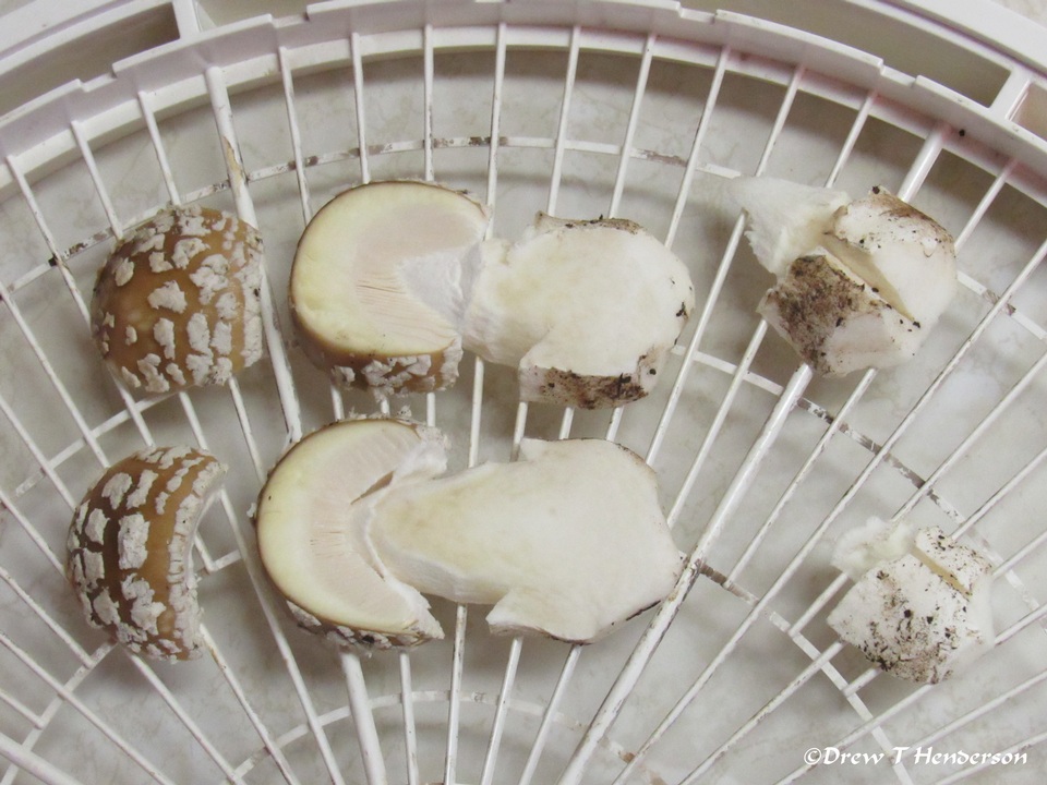 Amanita pantherinoides image