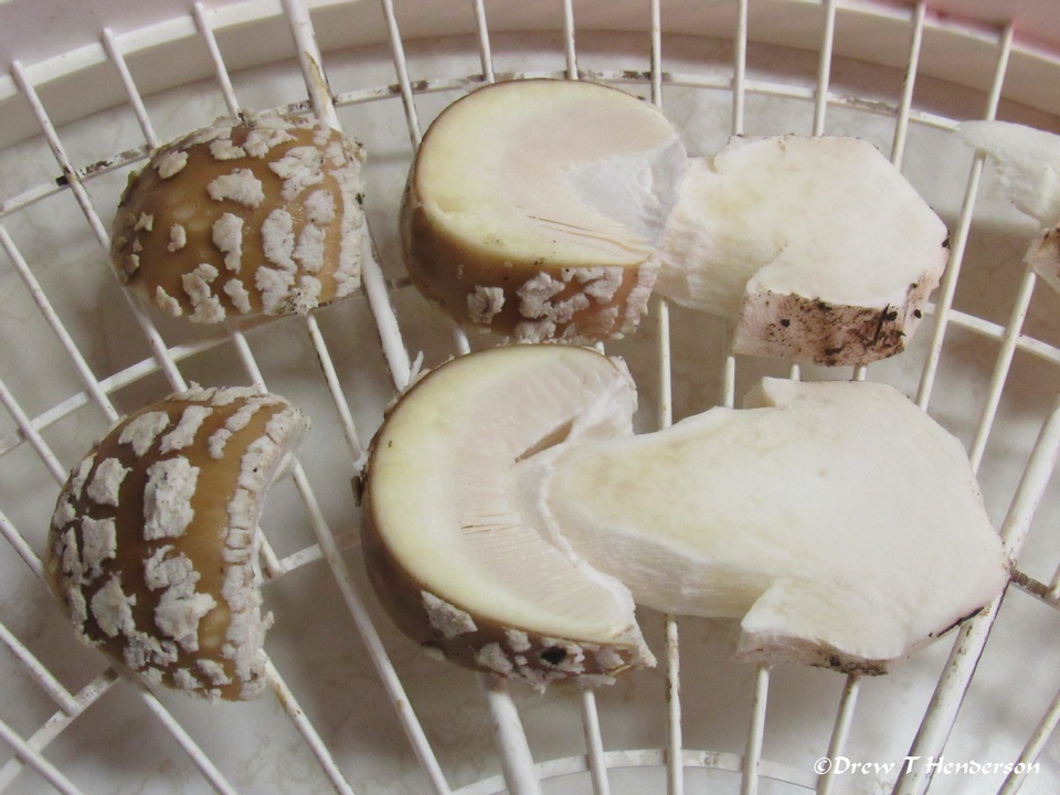 Amanita pantherinoides image