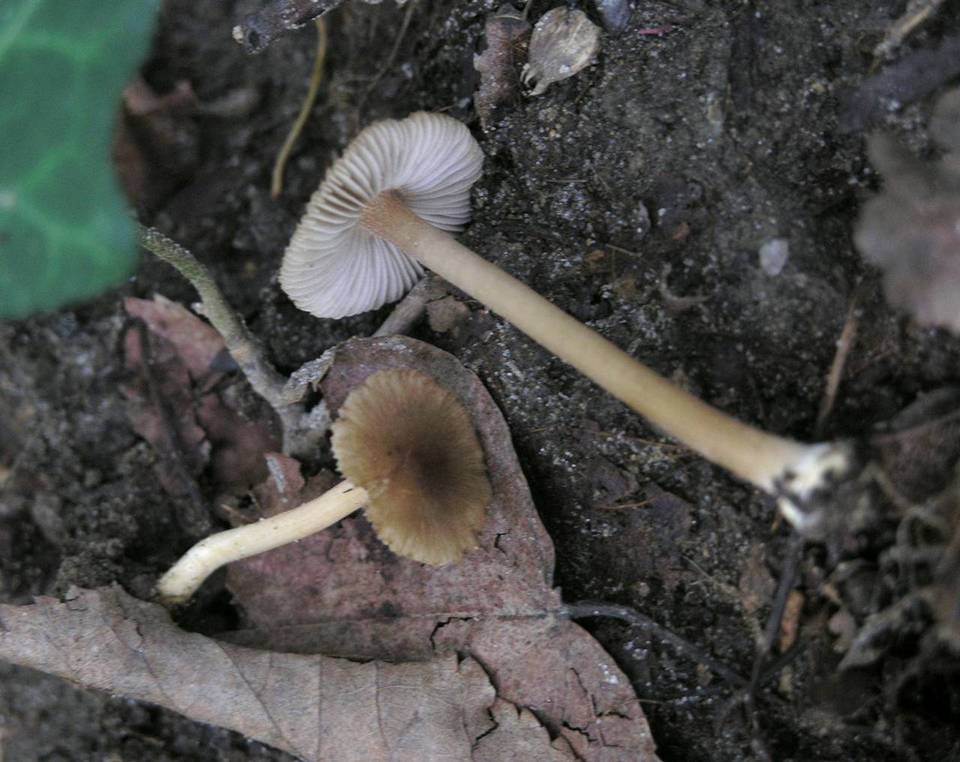 Inocybe phaeoleuca image