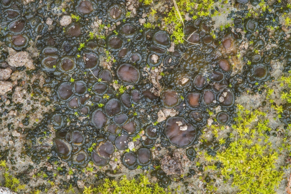 Collema tenax var. tenax image