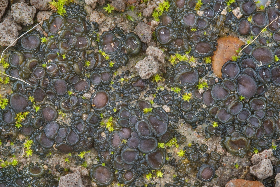 Collema tenax var. tenax image