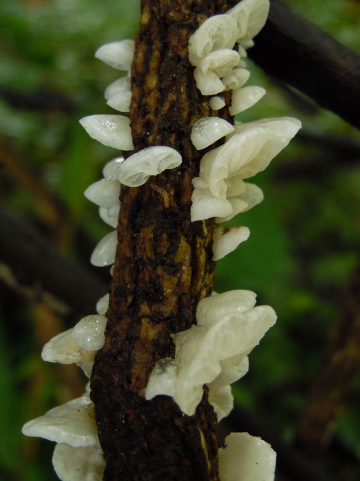 Campanella capensis image