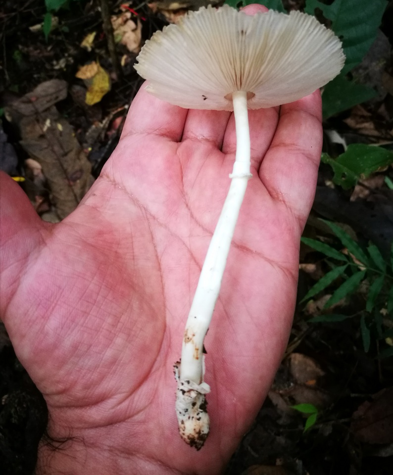 Leucoagaricus bivelatus image