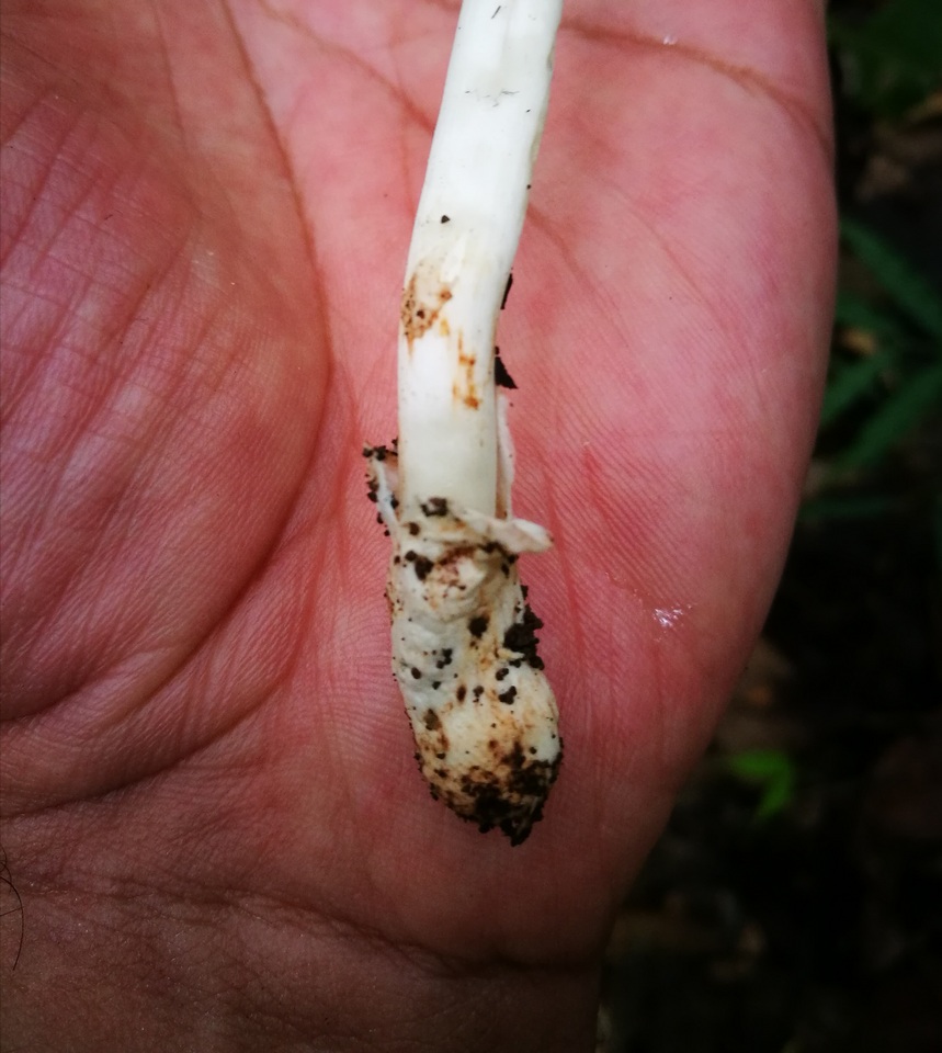 Leucoagaricus bivelatus image