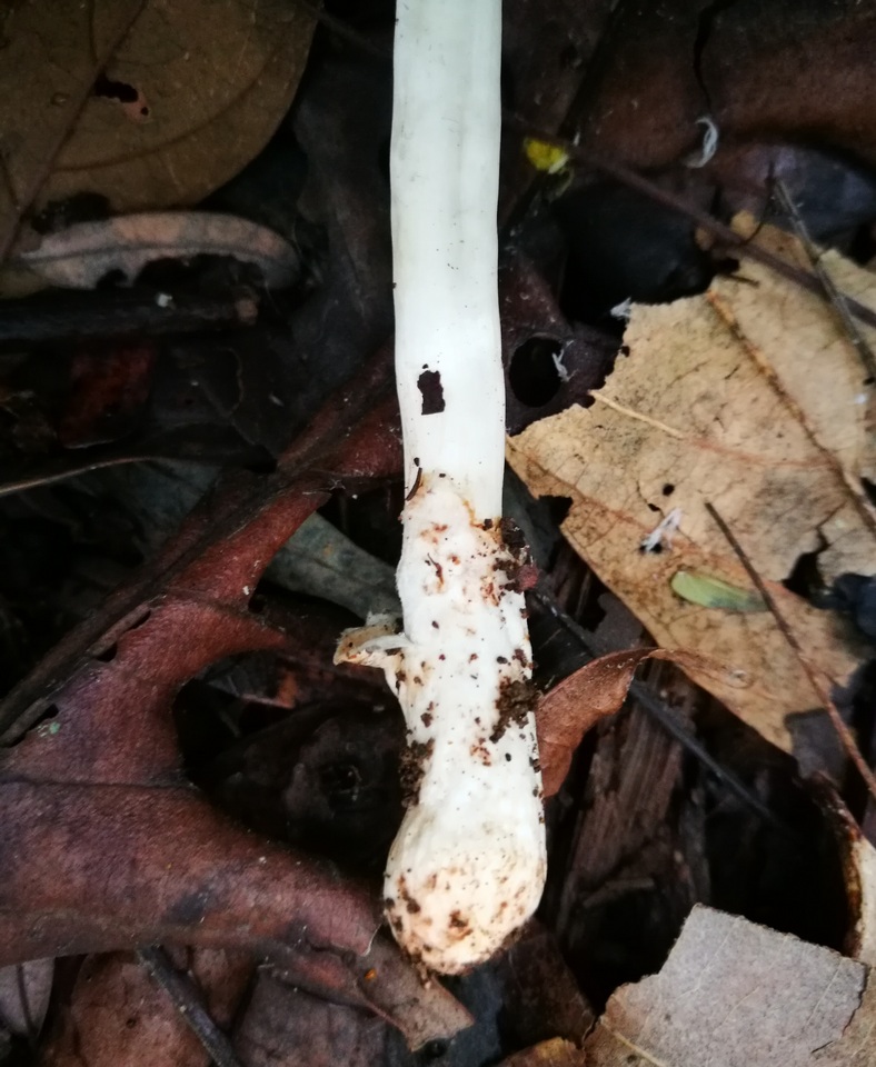 Leucoagaricus bivelatus image