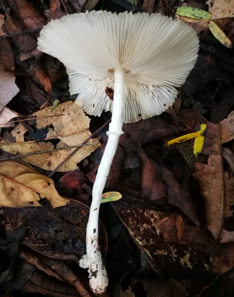 Leucoagaricus bivelatus image