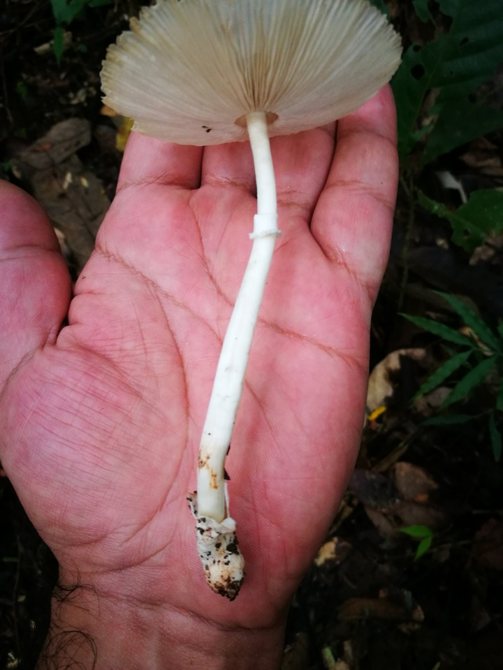 Leucoagaricus bivelatus image