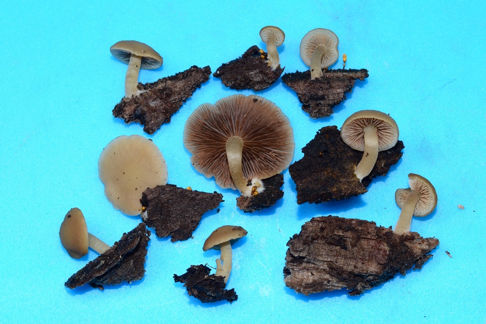 Homophron camptopodum image