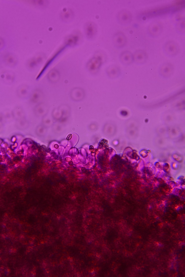 Homophron camptopodum image