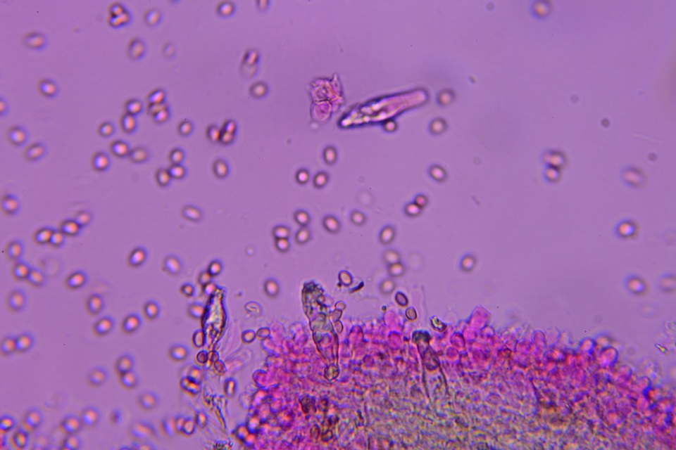 Homophron camptopodum image