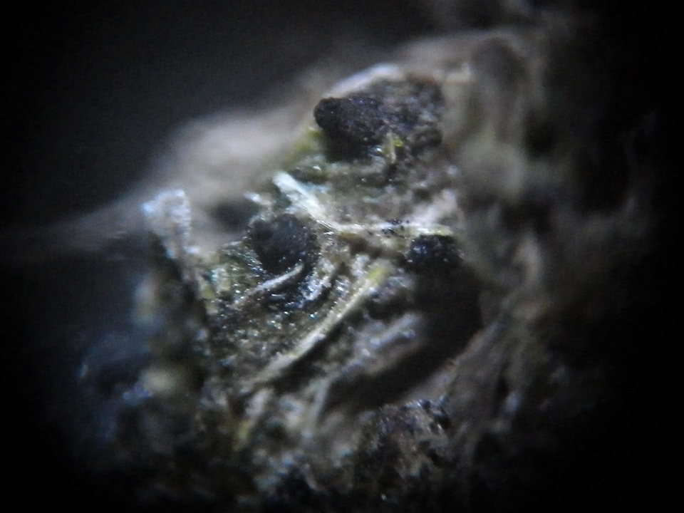 Sporormiella teretispora image