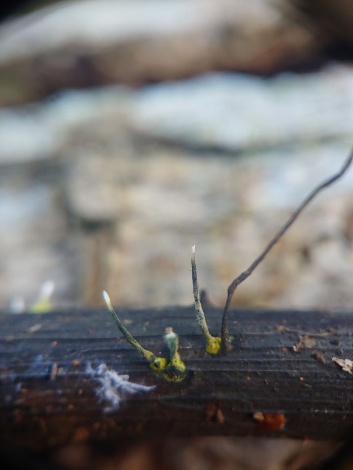 Xylaria axifera image