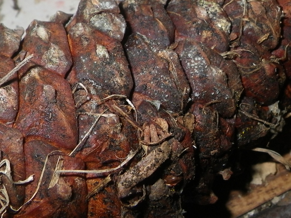 Arachnopeziza obtusipila image