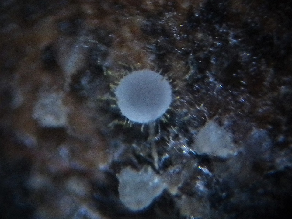Arachnopeziza obtusipila image