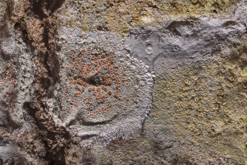 Haematommataceae image