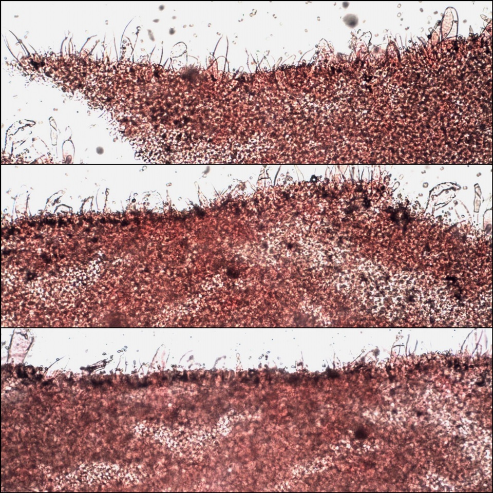 Volvariella murinella image