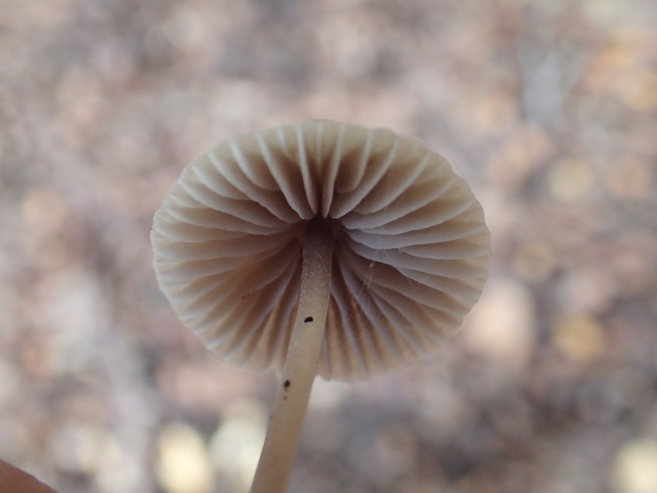 Mycetinis copelandii image