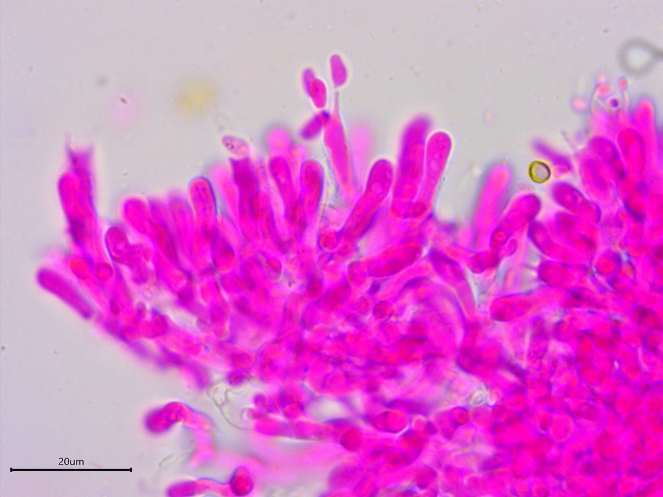 Athelia bombacina image